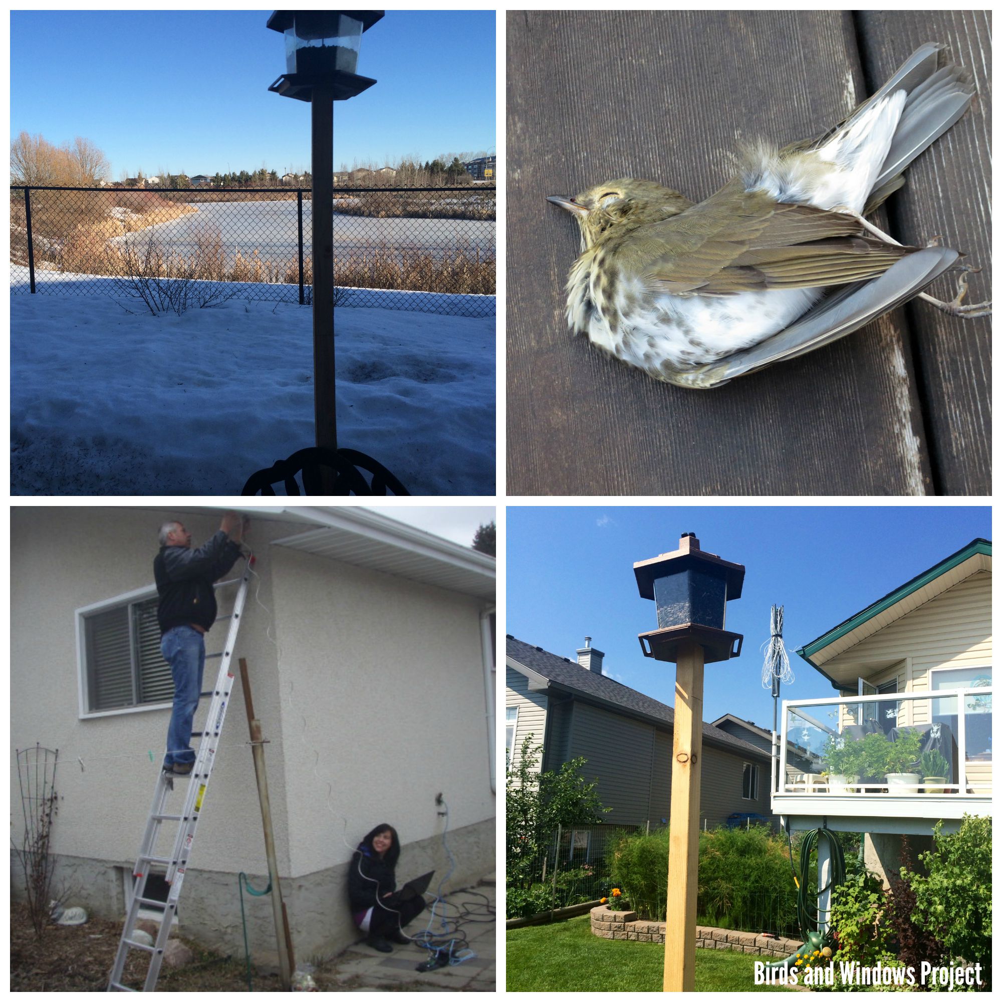 Bird Feeders 2